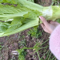 四川青菜苔棒菜精品好货