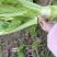 四川青菜苔棒菜精品好货