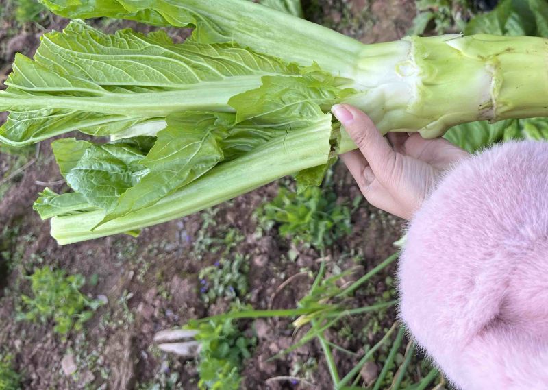四川青菜苔棒菜精品好货
