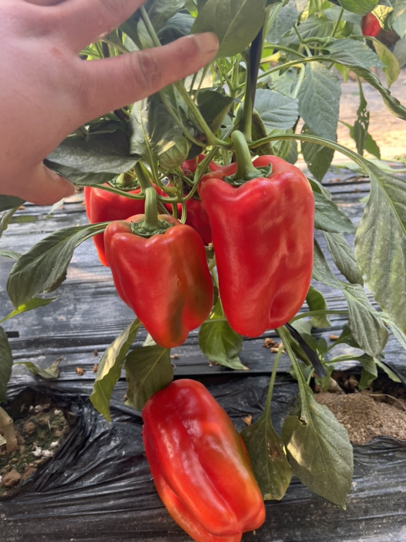 木红太空椒，变色辣椒，辣椒纽，变色紫花头太空椒