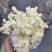 辽宁珊瑚猴头菇