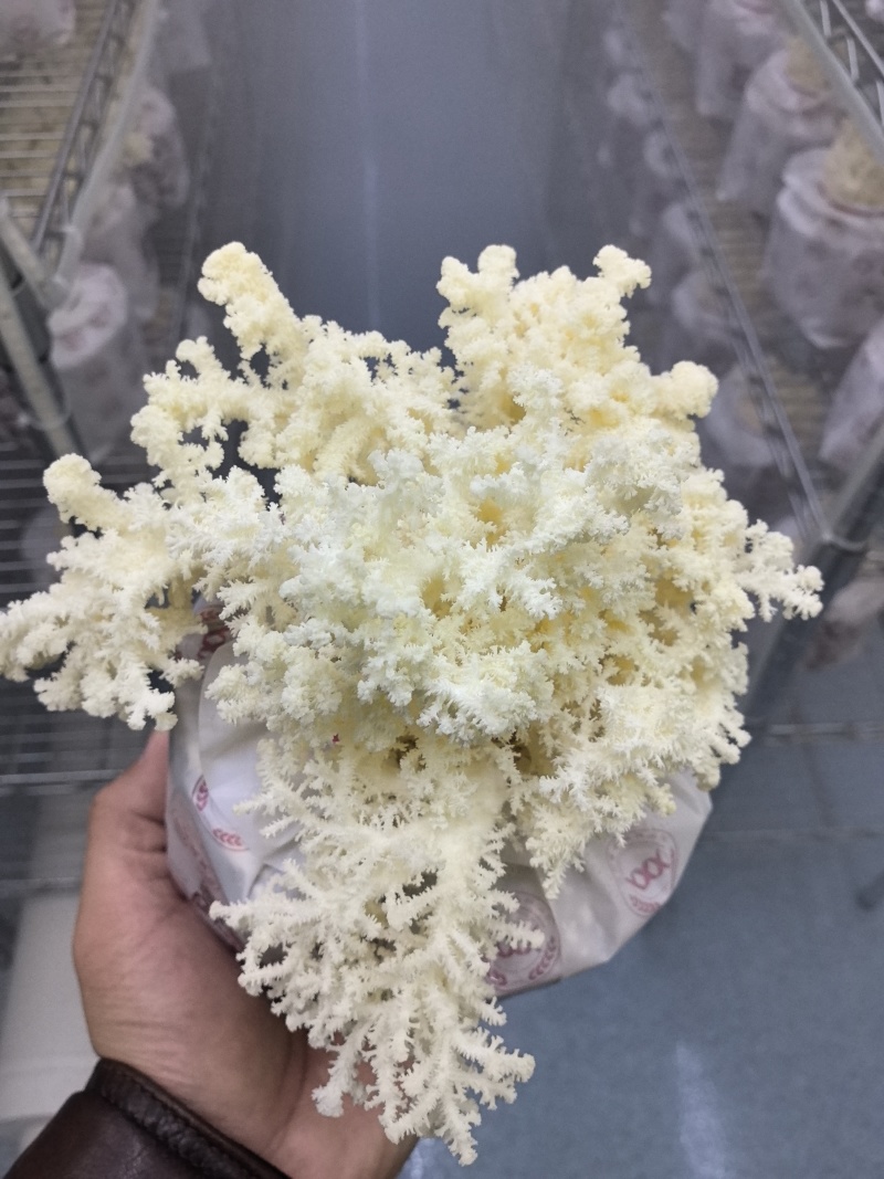 辽宁珊瑚猴头菇