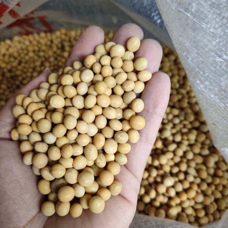 红玖精选东北豆商品黄豆大豆高蛋白质39重量90斤