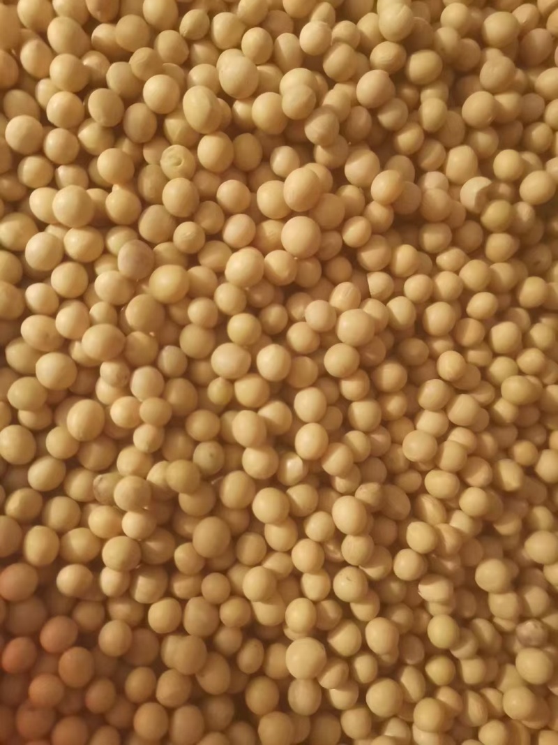 红玖精选东北豆商品黄豆大豆高蛋白质39重量90斤