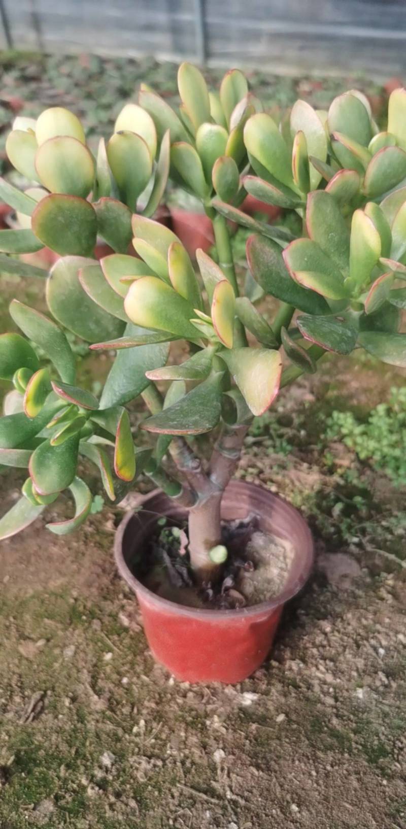 黄金花月，新花月锦，自产自销，山东发货。