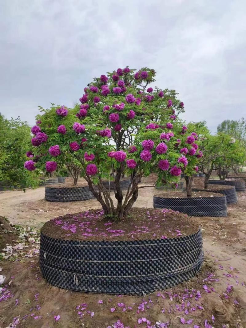 甘肃广河紫斑牡丹基地，有各种品类各种规格产地直发全国各地