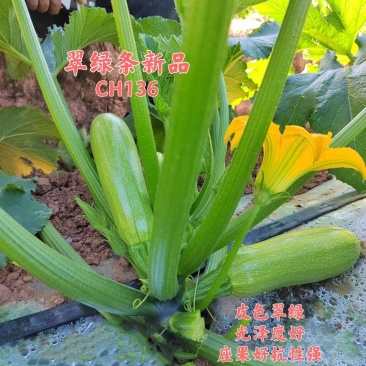 翠绿条新品CH136皮色绿座果好适应性强