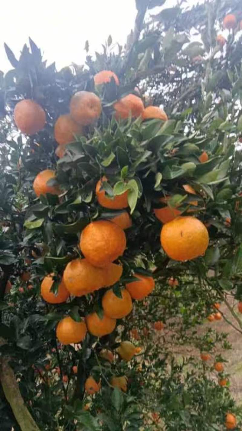 湖南常德澧县椪柑大量上市口感甘甜入口化渣
