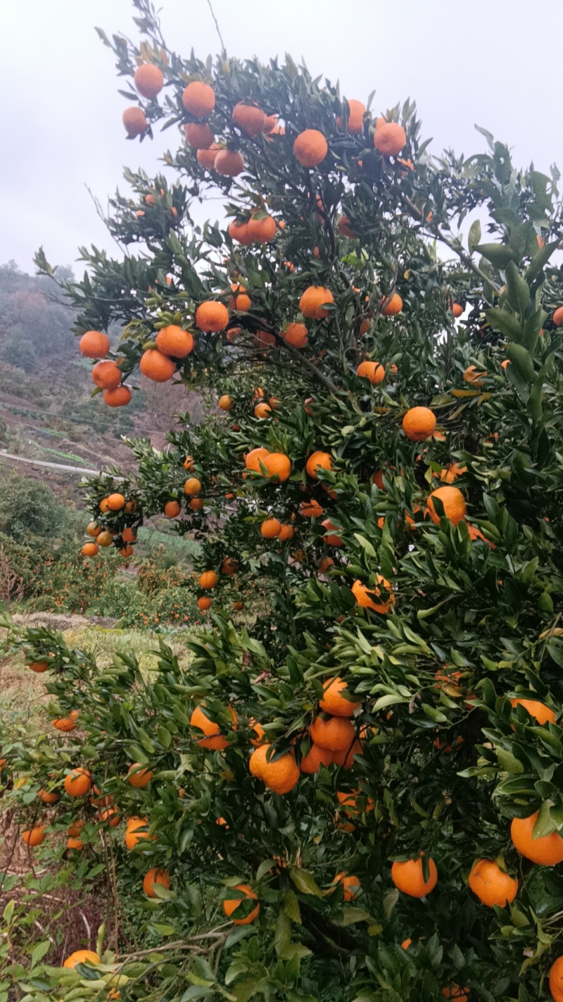 湖南常德澧县椪柑大量上市口感甘甜入口化渣