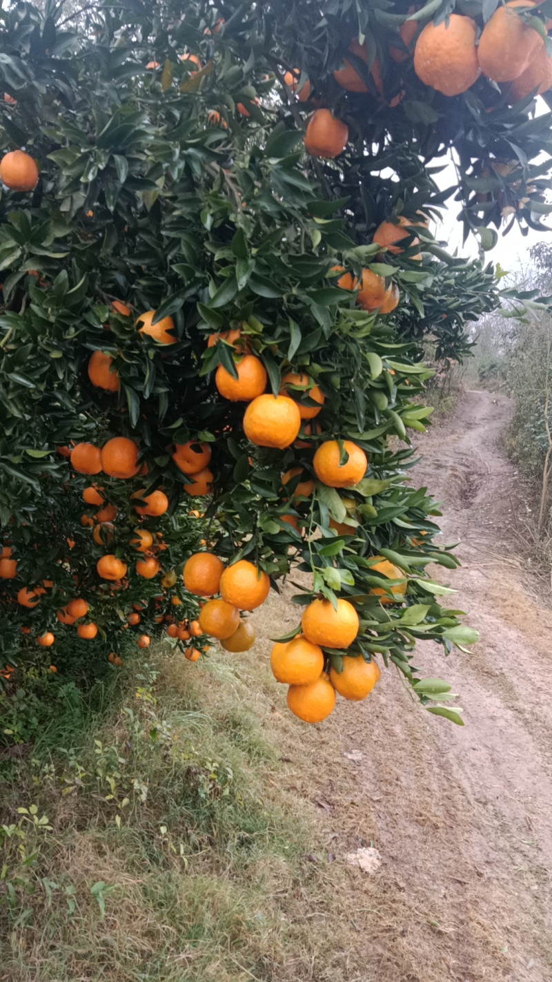 湖南常德澧县椪柑大量上市口感甘甜入口化渣
