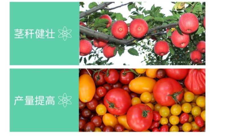 云康12028表芸苄氨基嘌呤细胞分裂花芽分化催花素