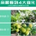云康12028表芸苄氨基嘌呤细胞分裂花芽分化催花素