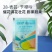 云康12028表芸苄氨基嘌呤细胞分裂花芽分化催花素