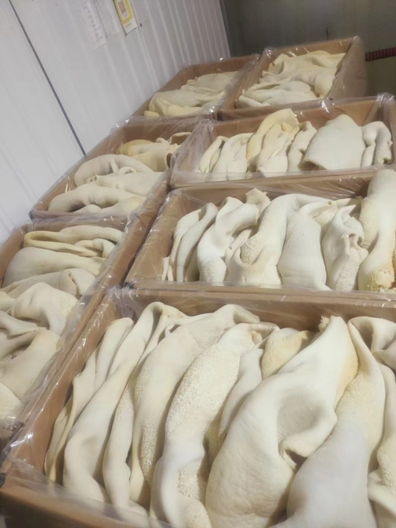 鲜牛肚河北厂家直发保质保量供货批发零售