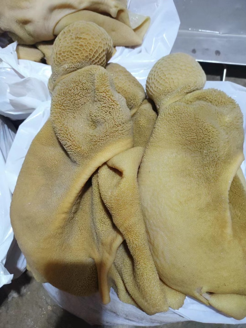 鲜牛肚河北厂家直发保质保量供货批发零售