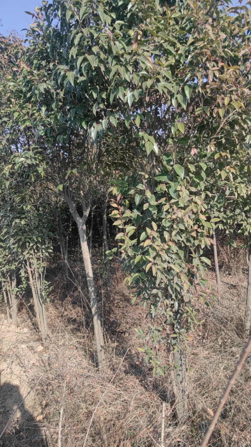 给钱就卖
