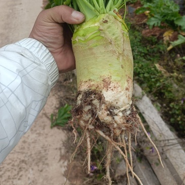 【精品大头菜】贵州产地直供现挖现发质量保证货源充足