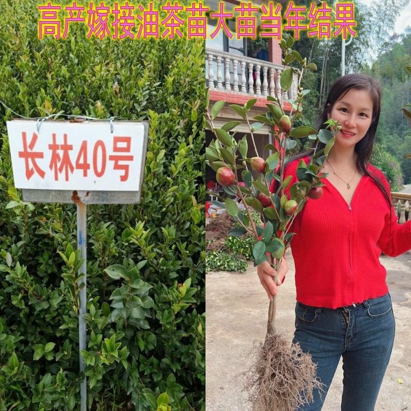 江西长林高产嫁接油茶苗杂交改良白花红皮大果薄皮油茶苗