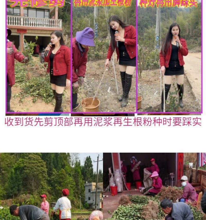 江西长林高产嫁接油茶苗杂交改良白花红皮大果薄皮油茶苗