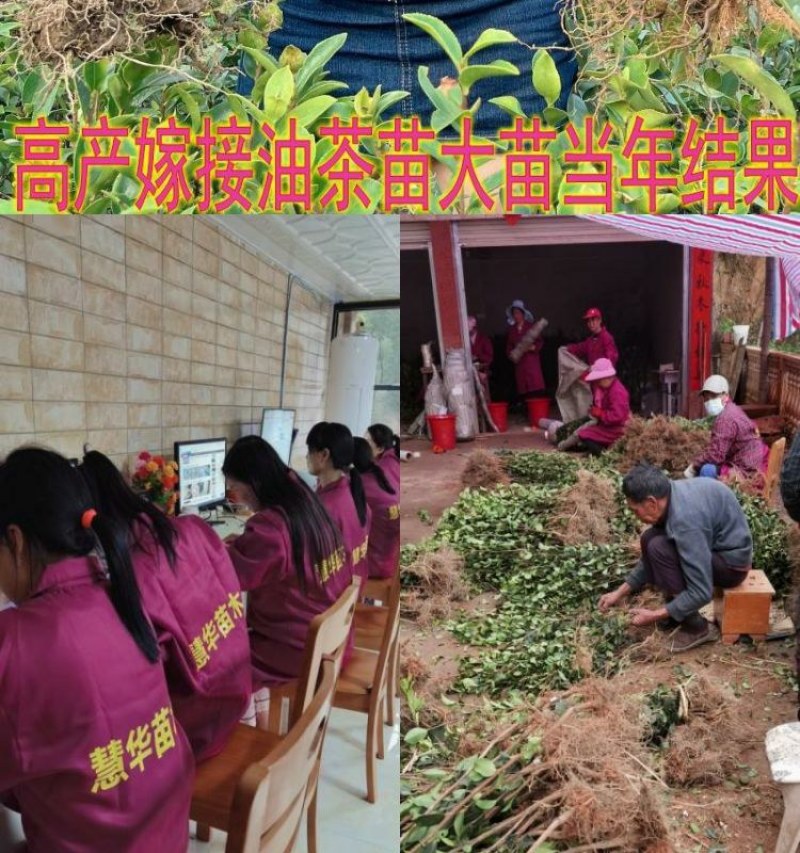 江西长林高产嫁接油茶苗杂交改良白花红皮大果薄皮油茶苗