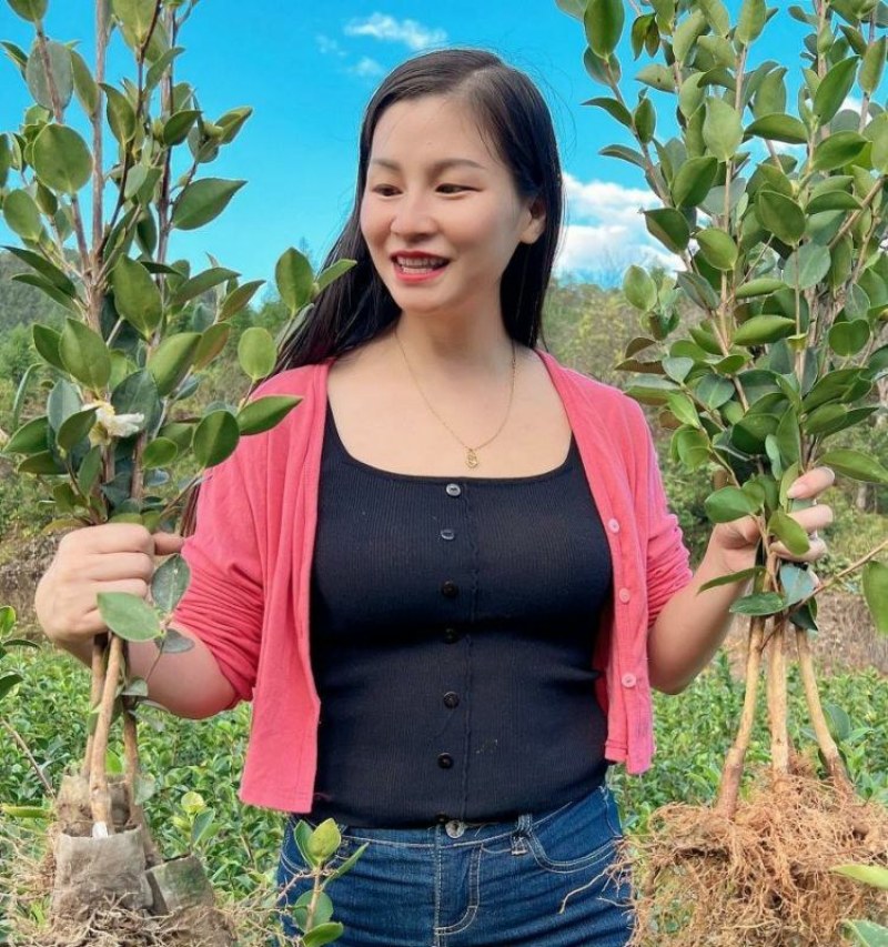 江西长林高产嫁接油茶苗杂交改良白花红皮大果薄皮油茶苗