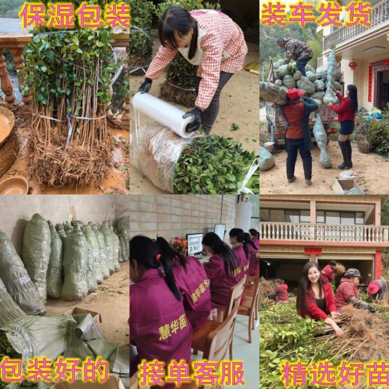 江西长林高产嫁接油茶苗杂交改良白花红皮大果薄皮油茶苗