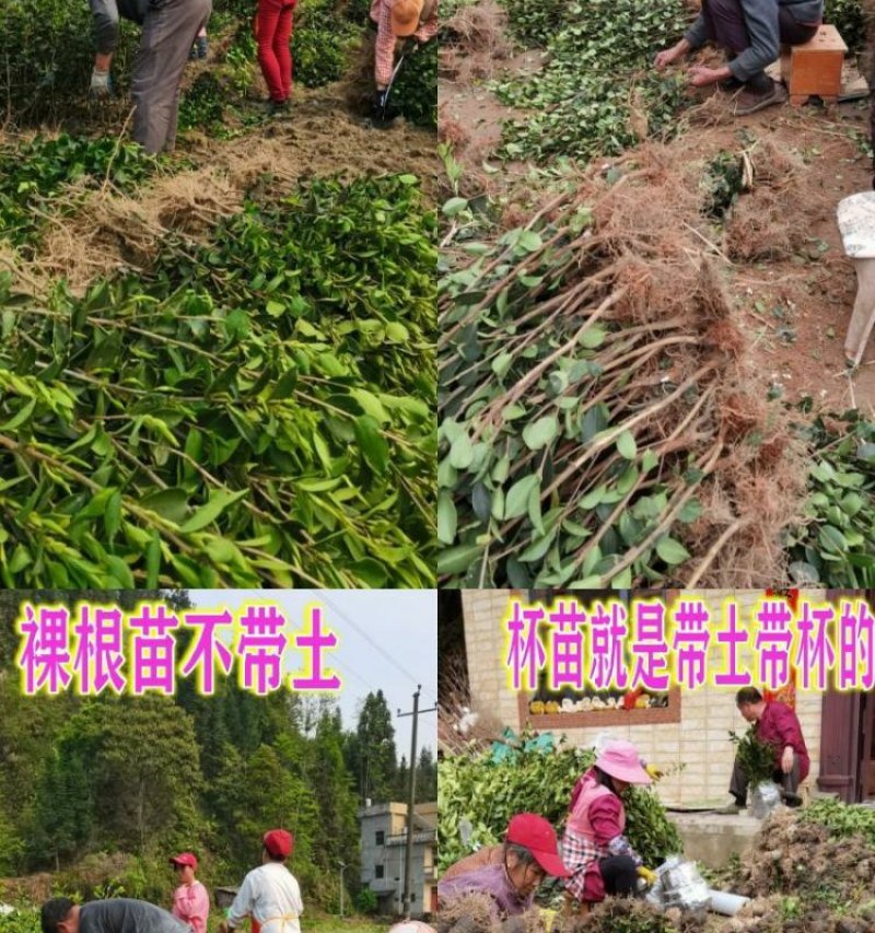 江西长林高产嫁接油茶苗杂交改良白花红皮大果薄皮油茶苗