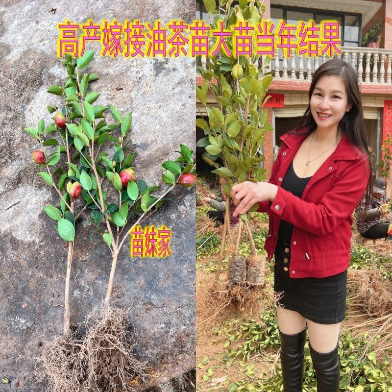江西长林高产嫁接油茶苗杂交改良白花红皮大果薄皮油茶苗