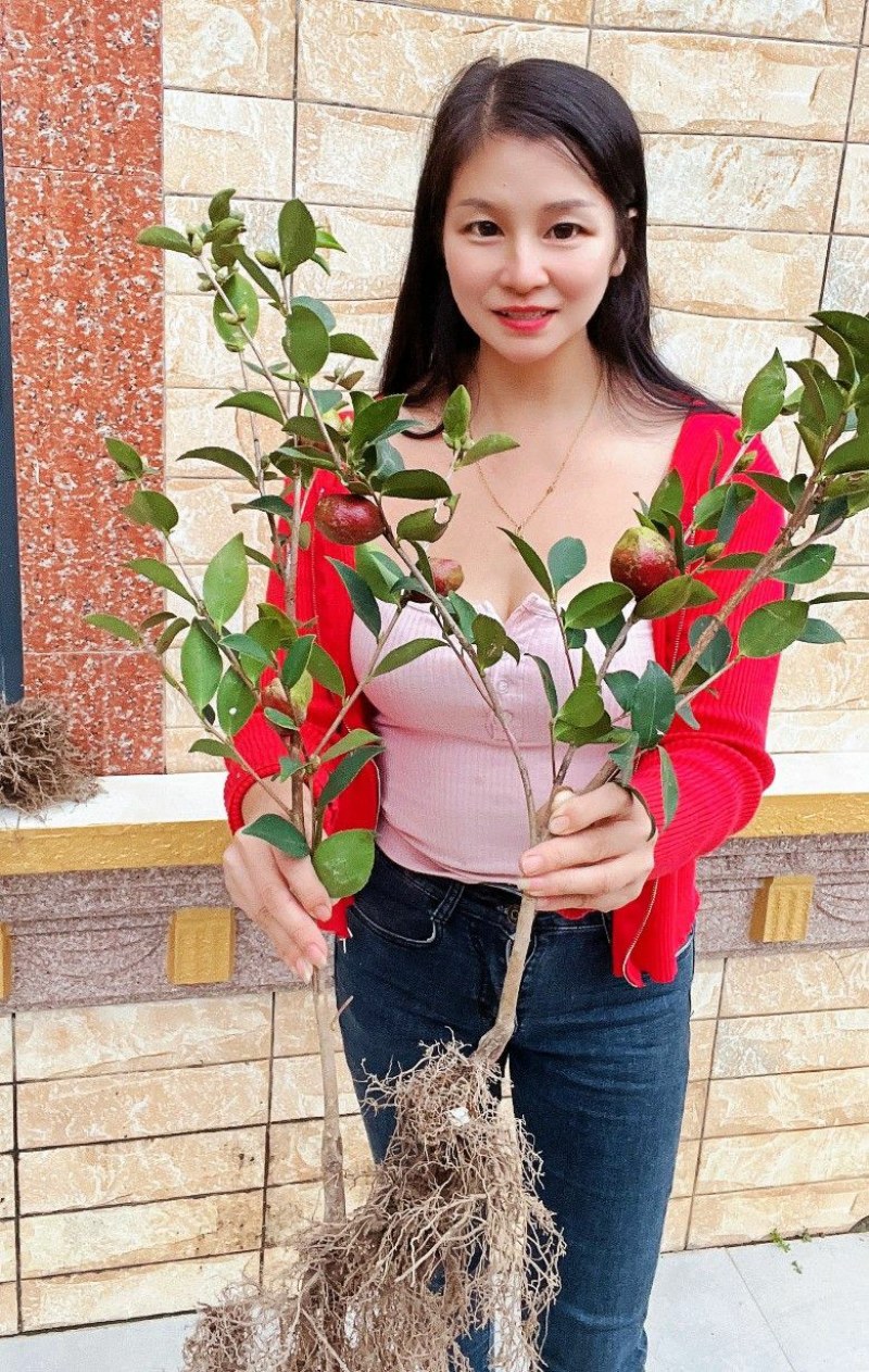 江西长林高产嫁接油茶苗杂交改良白花红皮大果薄皮油茶苗