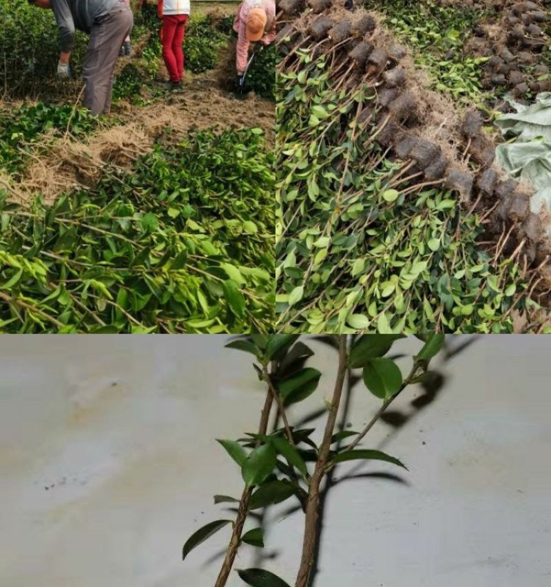 江西长林高产嫁接油茶苗杂交改良白花红皮大果薄皮油茶苗