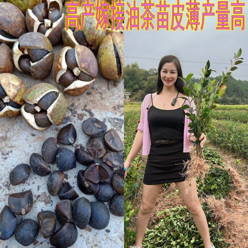 江西长林高产嫁接油茶苗杂交改良白花红皮大果薄皮油茶苗