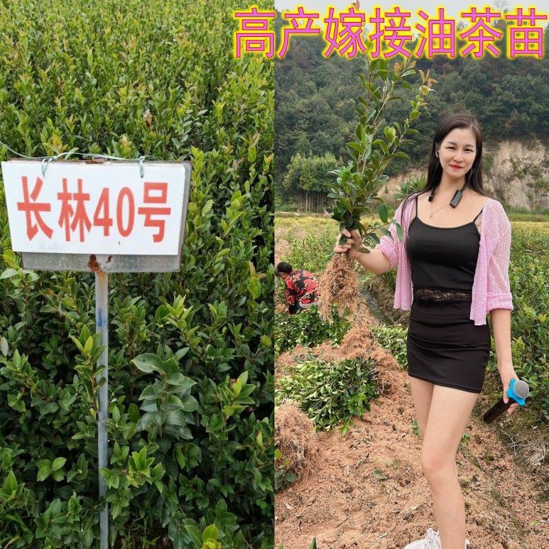 江西长林高产嫁接油茶苗杂交改良白花红皮大果薄皮油茶苗
