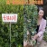 江西长林高产嫁接油茶苗杂交改良白花红皮大果薄皮油茶苗