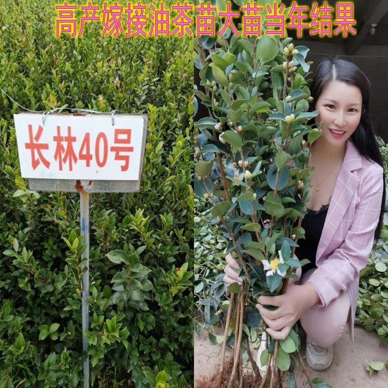 江西长林高产嫁接油茶苗杂交改良白花红皮大果薄皮油茶苗