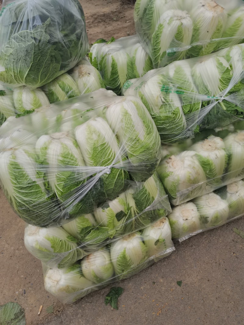 南阳新野县蔬菜基地黄心大白菜品质优大量上市一手货源