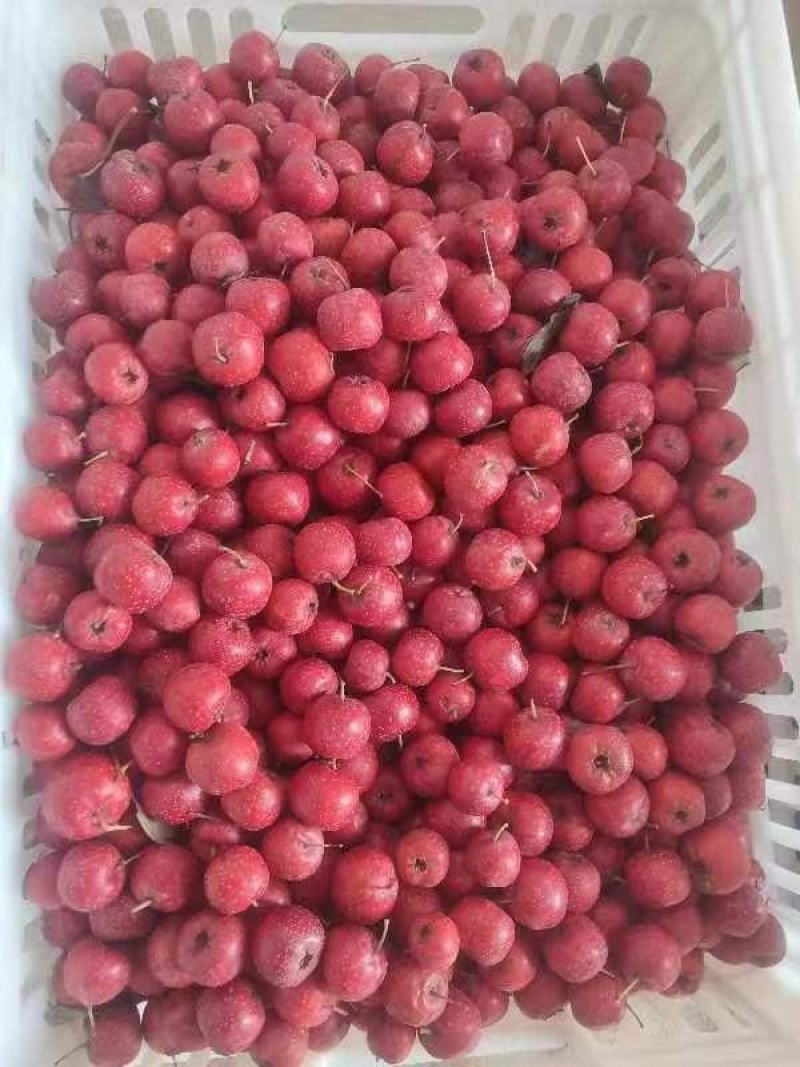 陕西扶风甜红子食用山楂产业基地