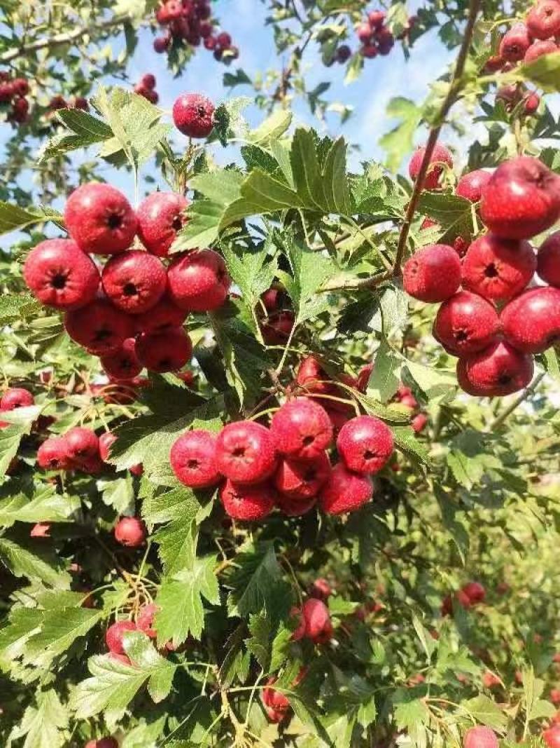 陕西扶风甜红子食用山楂产业基地
