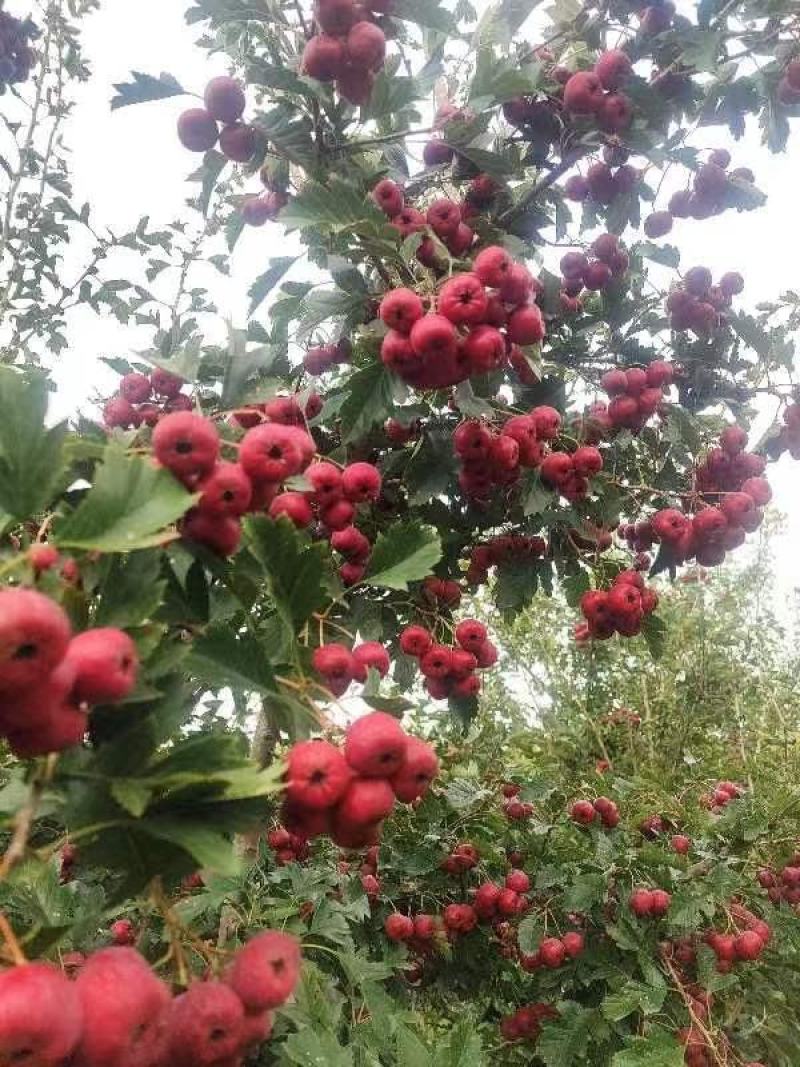 陕西扶风甜红子食用山楂产业基地