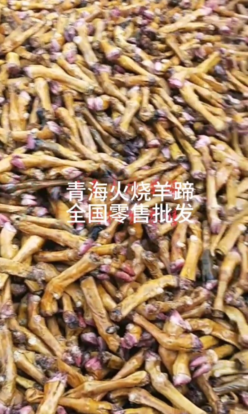 青海火烧羊蹄藏系羊一个3.3两左右10个/件包邮