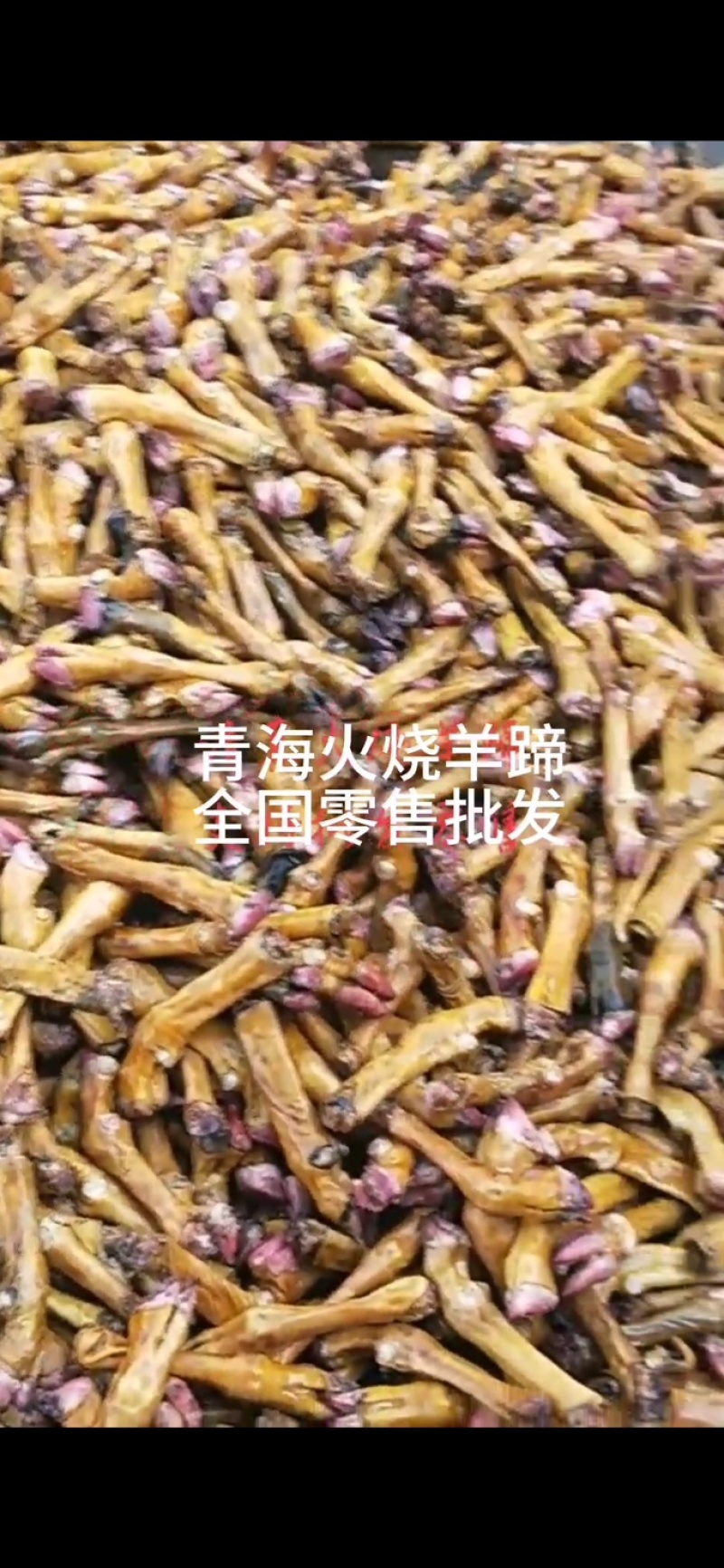 青海火烧羊蹄藏系羊一个3.3两左右10个/件包邮