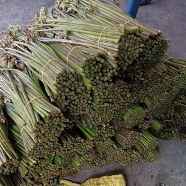 蔬菜现采野生蕨菜龙爪采