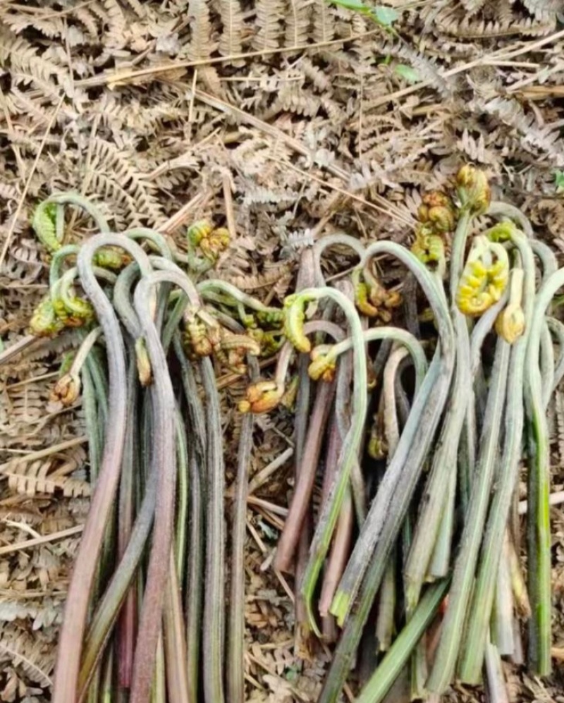 蔬菜现采野生蕨菜龙爪采