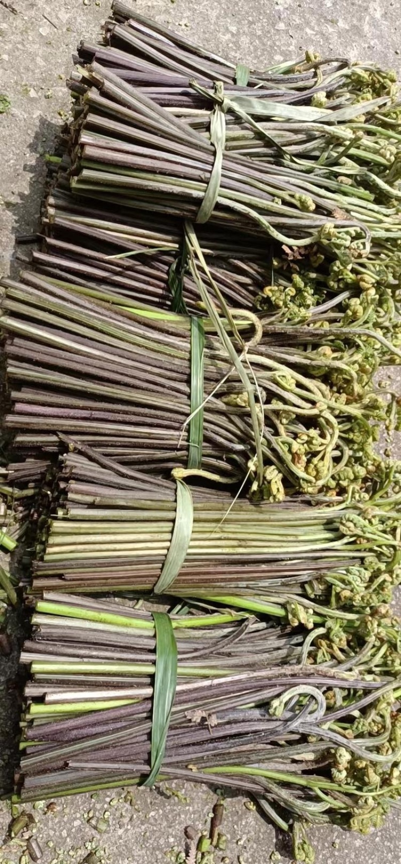 蔬菜现采野生蕨菜龙爪采