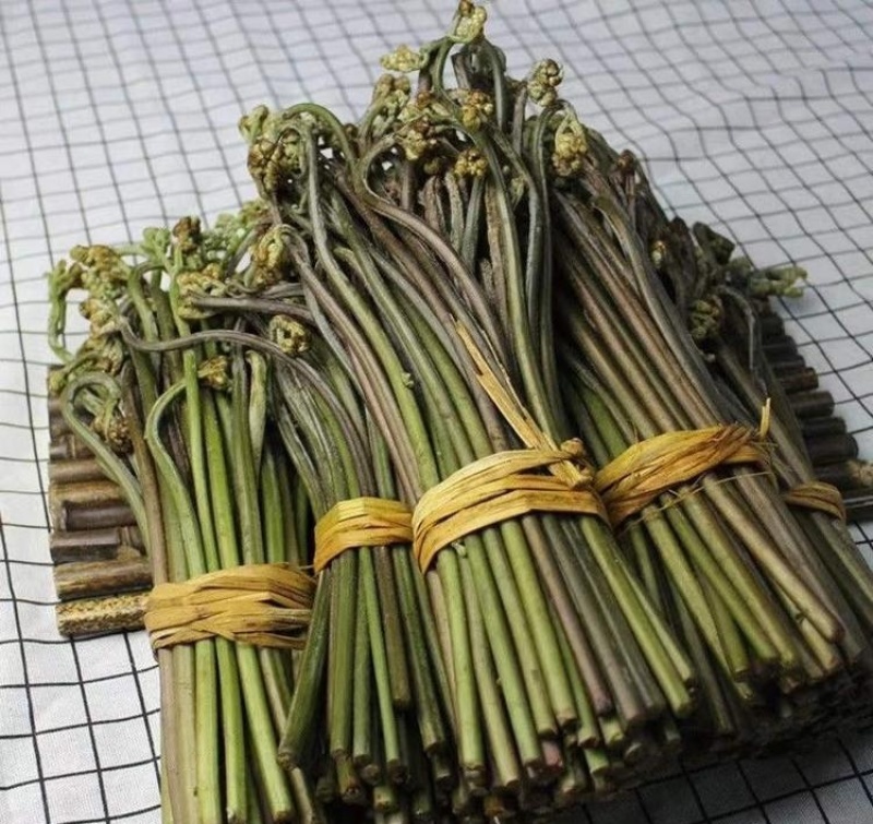 蔬菜现采野生蕨菜龙爪采