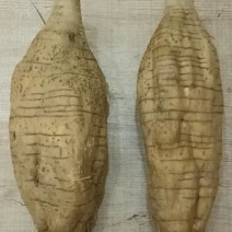 合水粉葛