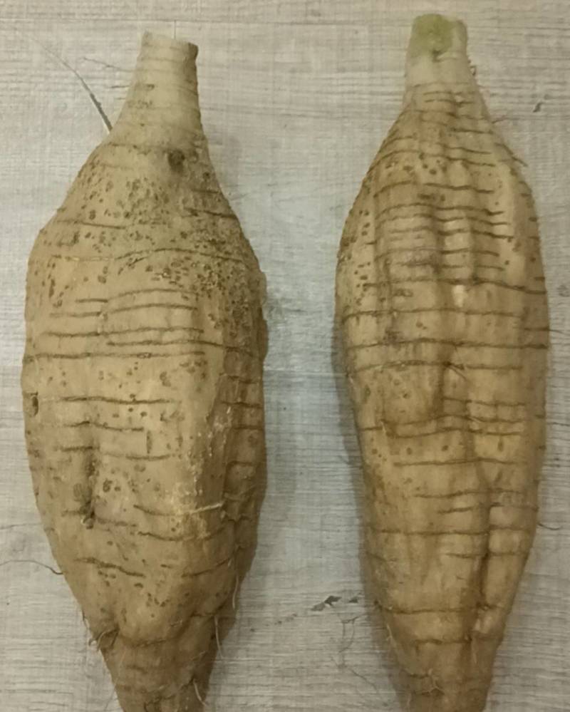 合水粉葛