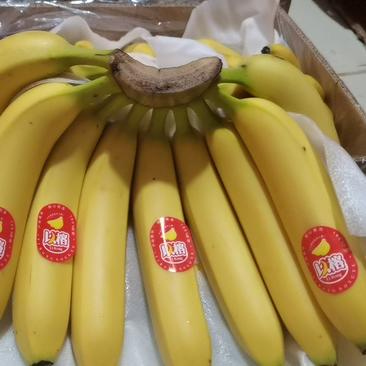菲律宾进口二级香蕉