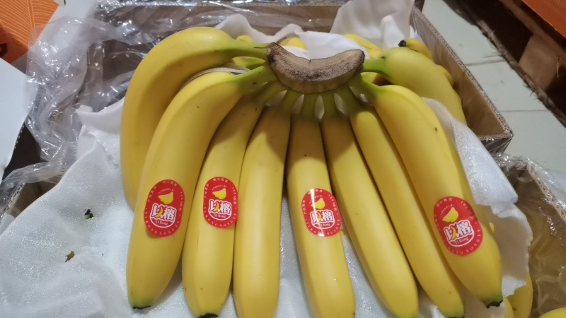 菲律宾进口二级香蕉
