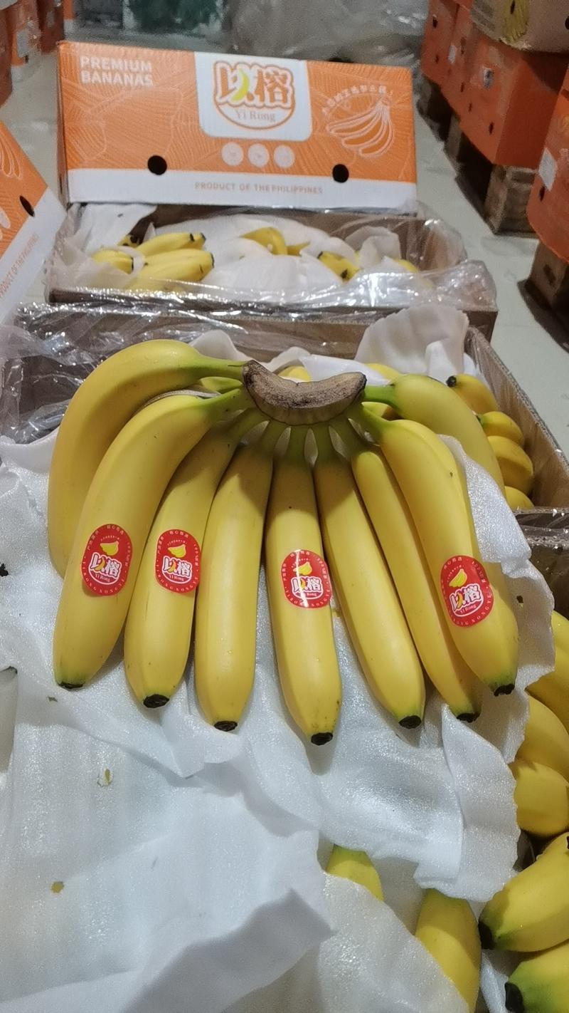 菲律宾进口二级香蕉