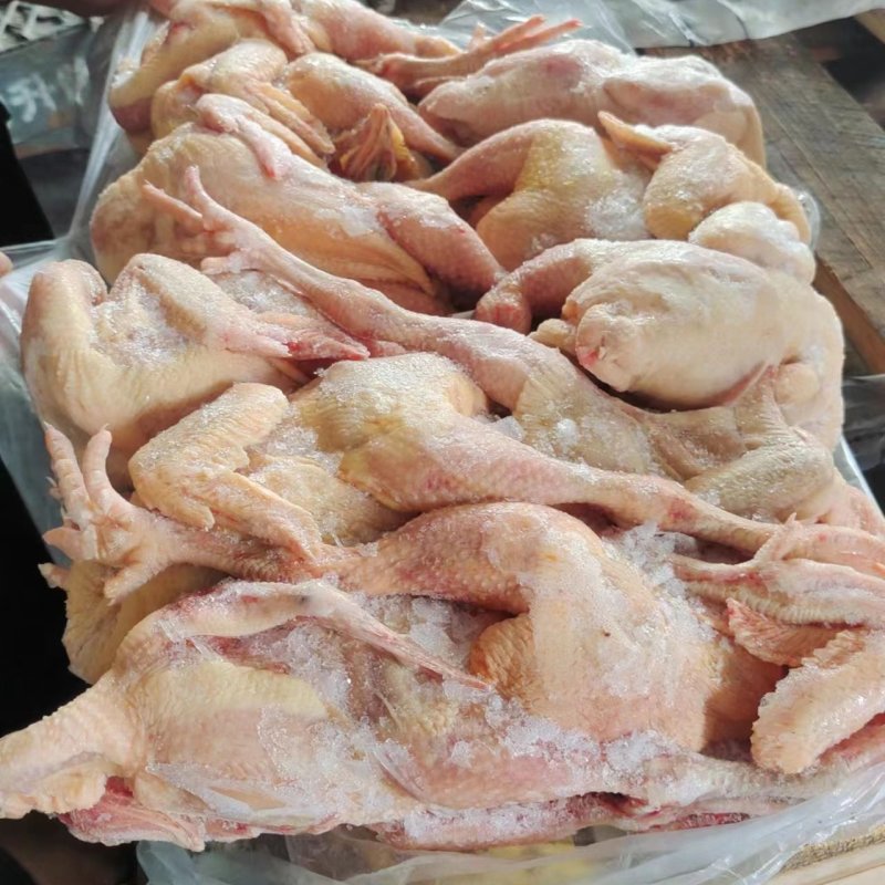 二级三黄鸡